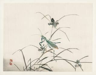 Grasshopper (Kono Barei) - Muzeo.com