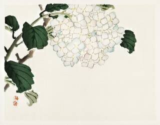 Hydrangea (Kono Barei) - Muzeo.com