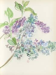 Lila, Pour un herbier, Colette (Raoul Dufy) - Muzeo.com