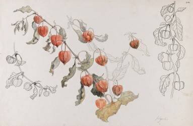 Physalis (Emile Gallé) - Muzeo.com