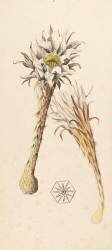 Plante de montagne (?) (Emile Gallé) - Muzeo.com