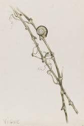 Vignes et escargot (Emile Gallé) - Muzeo.com