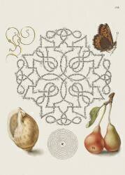 Butterfly, Marine Mollusk, and Pear from Mira Calligraphiae Monumenta (Joris Hoefnagel) - Muzeo.com