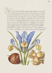 Spanish Chestnut, English Iris, and European Filbert from Mira Calligraphiae Monumenta (Joris Hoefnagel) - Muzeo.com