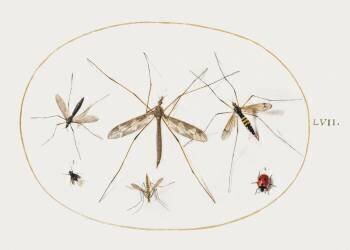 A Ladybug, a Fly, and Four Other Insects (Joris Hoefnagel) - Muzeo.com