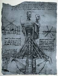 Bone Structure of the Human Neck and Shoulder (Leonardo da Vinci) - Muzeo.com