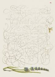 Calligraphiae Monumenta (Joris Hoefnagel) - Muzeo.com