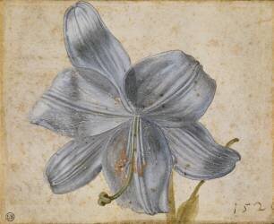 Etude de lys (Albrecht Dürer) - Muzeo.com