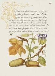 Insect, Daffodil, European Columbine, and English Oak Acorns from Mira Calligraphiae Monumenta (Joris Hoefnagel) - Muzeo.com