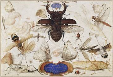 Insects and the Head of a Wind God (Joris Hoefnagel) - Muzeo.com