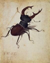 Lucane cerf-volant (Albrecht Dürer) - Muzeo.com