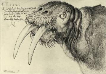Morse (Albrecht Dürer) - Muzeo.com