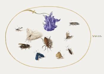 Moth and Butterfly with other Insects and a Columbine Flower (Joris Hoefnagel) - Muzeo.com