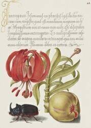 Scarlet Turk's Cap, Rhinoceros Beetle, and Pomegranate from Mira Calligraphiae Monumenta (Joris Hoefnagel) - Muzeo.com