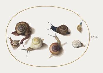 Snail (Joris Hoefnagel) - Muzeo.com