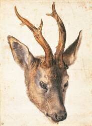 Tête de chevreuil (Albrecht Dürer) - Muzeo.com