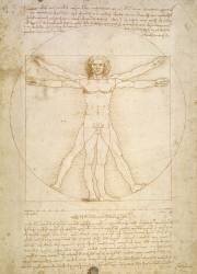 Vitruvian Man (Human proportions, 1490, according to Vitruvius) (Leonardo da Vinci) - Muzeo.com