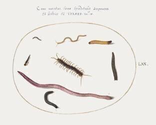Worm, Centipede, Millipede, and Other Long Creatures (Joris Hoefnagel) - Muzeo.com