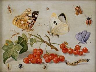 A still life with sprig of Redcurrants (Jan van Kessel) - Muzeo.com