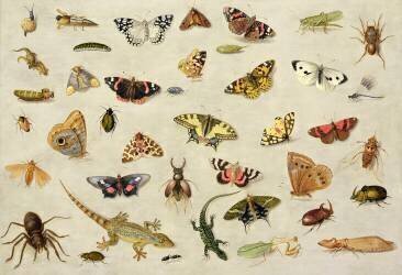 A Study of insects (Jan van Kessel) - Muzeo.com