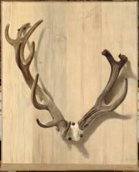 Bois d'un cerf attaqué à la Haute-Queue à Compiègne, le 5 juillet 1764. (Jean-Jacques Bachelier) - Muzeo.com