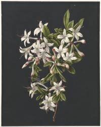 Branch of Azaleas in Bloom (M. de Gijselaar) - Muzeo.com