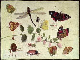 Butterflies (Jan van Kessel) - Muzeo.com