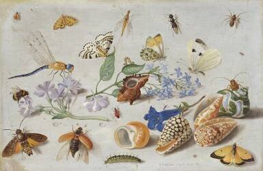 Butterflies and other Insects (Jan van Kessel) - Muzeo.com