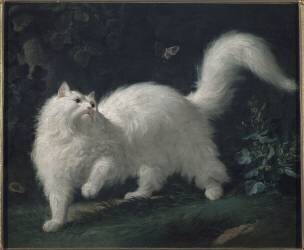 Chat angora blanc, guettant un papillon (Jean-Jacques Bachelier) - Muzeo.com