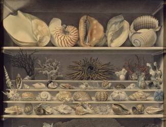 Choix de coquillages (Alexandre-Isidore Leroy de...) - Muzeo.com