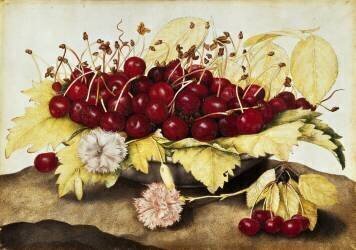 Coupe avec des cerises (Giovanna Garzoni) - Muzeo.com