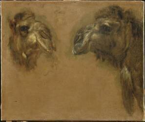 Deux têtes de dromadaires (Pieter Boel) - Muzeo.com