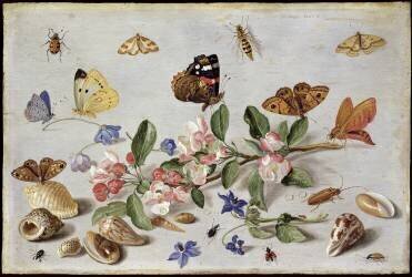 Insects (Jan van Kessel) - Muzeo.com