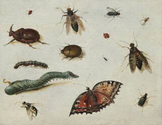Insects (Jan van Kessel) - Muzeo.com