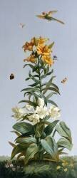 Lis bulbifère, Crinum géant (Pierre Joseph Redouté) - Muzeo.com