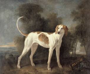Polydore, chien de la meute de Louis XV (1710-1774) (Jean-Baptiste Oudry) - Muzeo.com