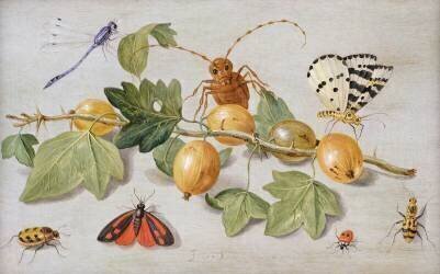 Still life of branch of gooseberries (Jan van Kessel) - Muzeo.com