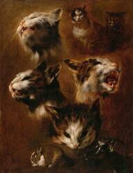Têtes de chats, un lapin, une tête de chèvre (Pieter Boel) - Muzeo.com
