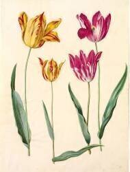 Tulipa Gesneriana (Hans Simon Holtzbecker) - Muzeo.com