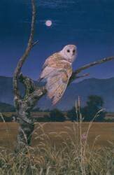 Barn Owl (Simon Cook) - Muzeo.com