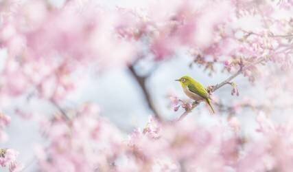 Cherry-blossom color (Takashi Suzuki) - Muzeo.com