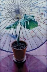 Chinese Umbrella (Simon Cook) - Muzeo.com
