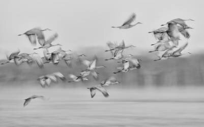 Dream flight (Kevin Wang) - Muzeo.com