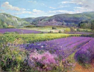 Lavender Fields in Old Provence (Timothy Easton) - Muzeo.com