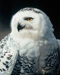 Missi Tslatsa, Owl Old Woman (Christophe Drochon) - Muzeo.com