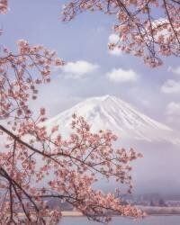 Mt.Fuji in the cherry blossoms (Makiko Samejima) - Muzeo.com