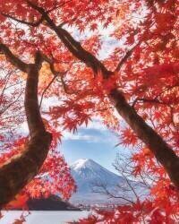Mt.fuji is in the autumn leaves (Makiko Samejima) - Muzeo.com