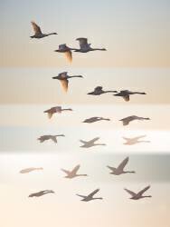 Past the sun (Leif Londal) - Muzeo.com