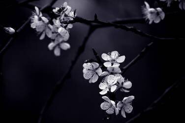 Petite Fleur de mes nuits (CelineM) - Muzeo.com