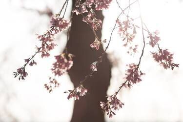 Sakura (Tsuneya Fujii) - Muzeo.com